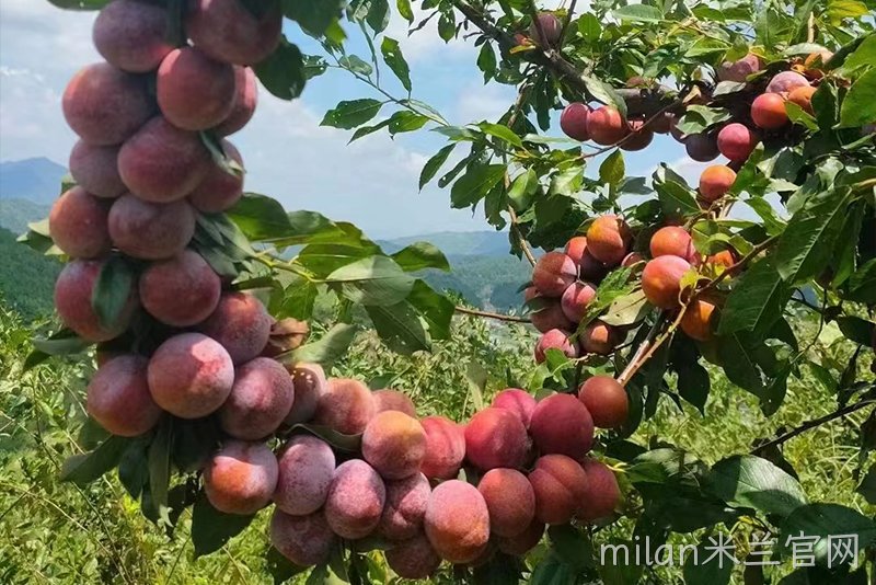 高山芙蓉李